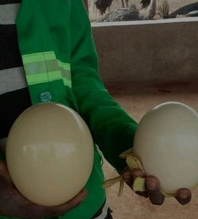 Fertile eggs for sale