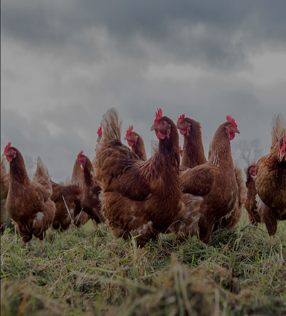 Fertile eggs for sale